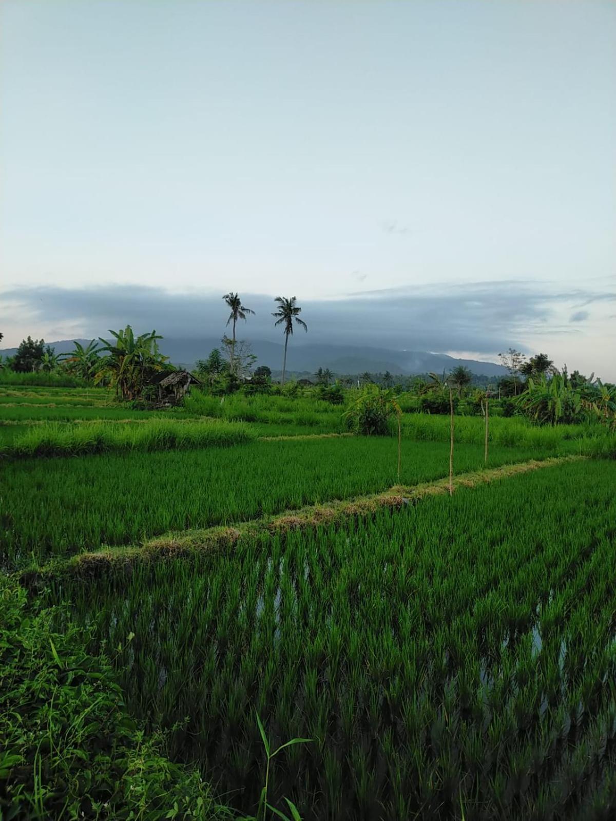 Limun Guesthouse Amlapura エクステリア 写真